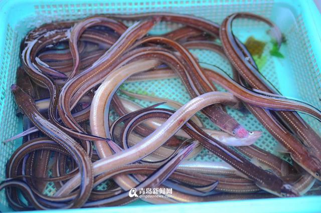 积米崖渔港海鲜飘香 这么多海货你最爱哪一种 积米崖渔港海鲜飘香 这么多海货你最爱哪一种