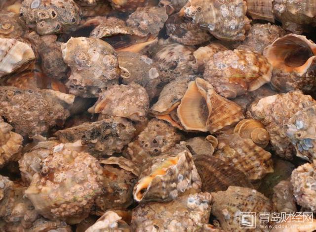 组图:青岛海鲜大量上市 鲅鱼海螺虾虎味美价廉