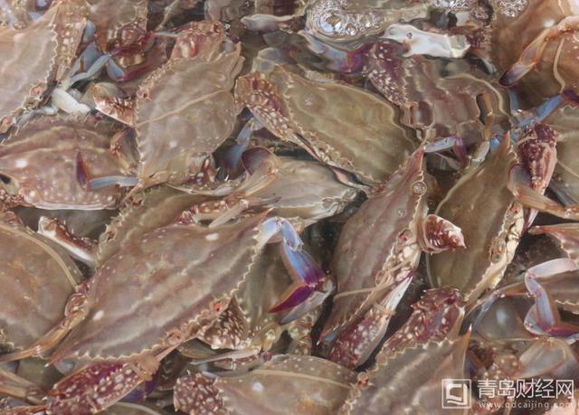 组图:青岛海鲜大量上市 鲅鱼海螺虾虎味美价廉