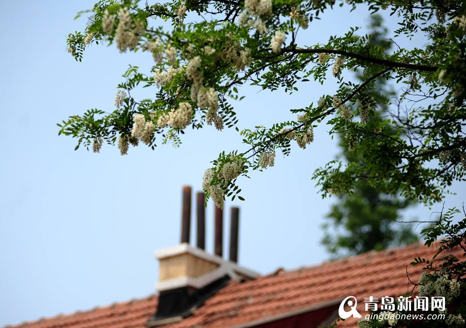 岛城大街小巷槐花盛开 满城弥漫馥郁香气