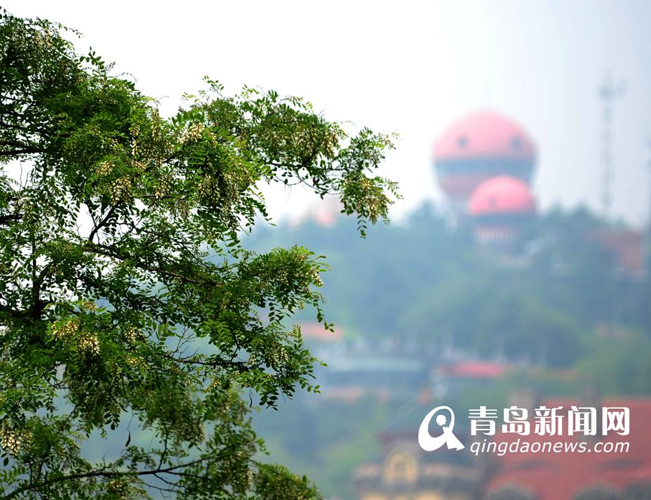 岛城大街小巷槐花盛开 满城弥漫馥郁香气