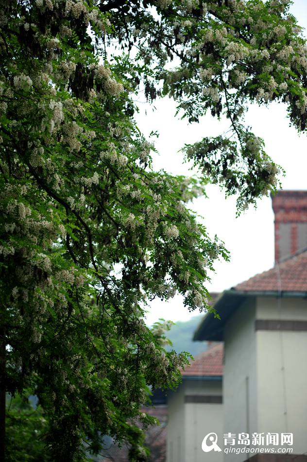 岛城大街小巷槐花盛开 满城弥漫馥郁香气