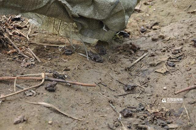 【创客列传】葡萄地里养林蛙 农民成了合伙人