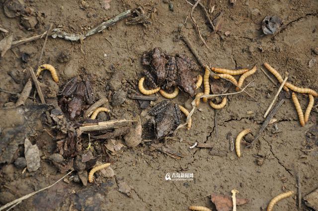 【创客列传】葡萄地里养林蛙 农民成了合伙人