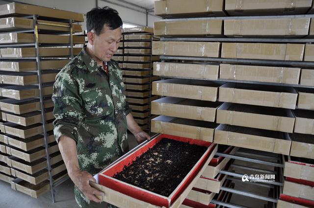 【创客列传】葡萄地里养林蛙 农民成了合伙人