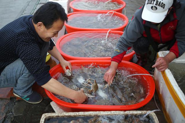 小港码头现紫壳梭子蟹 春刀鱼300元1斤无现货