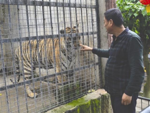 动物园老虎形体消瘦 园方回应：老了，胃口差