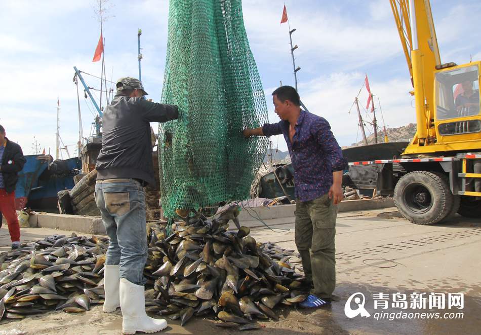 崂山沙子口鲅鱼大批上岸