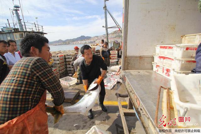 组图:青岛渔民捕获黄金鲅鱼 重60斤要两人抬
