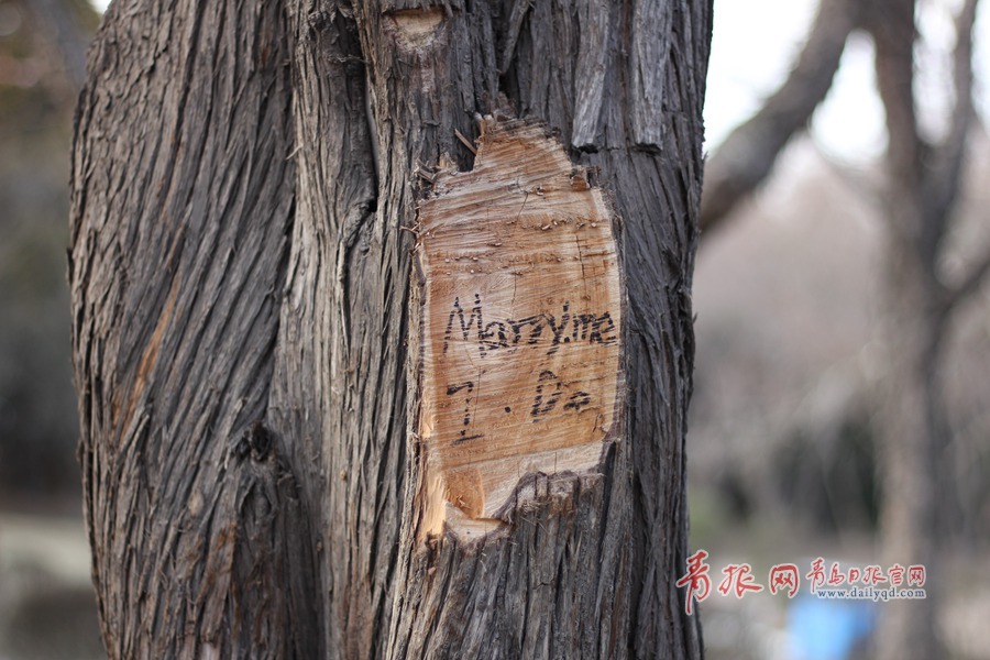 高清:八大关的树表示很受伤 树上写&apos;marry me&apos;