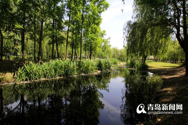 实拍初夏李村河美景 草长莺飞神似江南