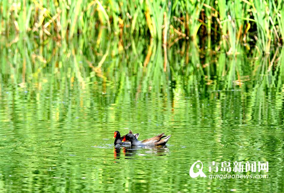 实拍初夏李村河美景 草长莺飞神似江南