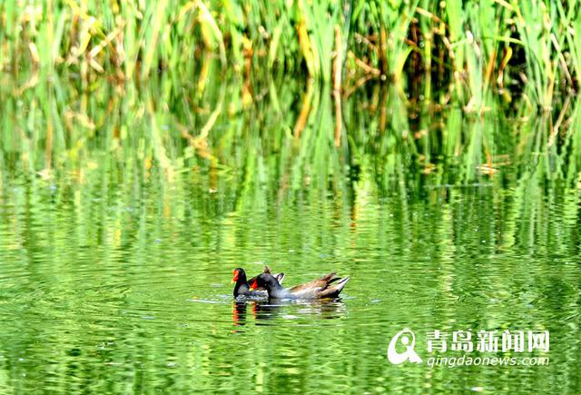 实拍初夏李村河美景 草长莺飞神似江南