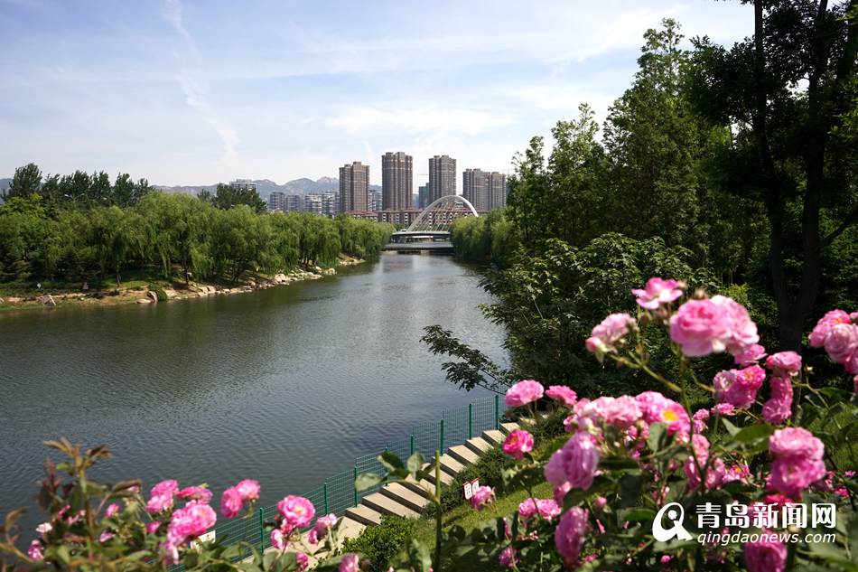 实拍初夏李村河美景 草长莺飞神似江南