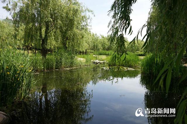 实拍初夏李村河美景 草长莺飞神似江南