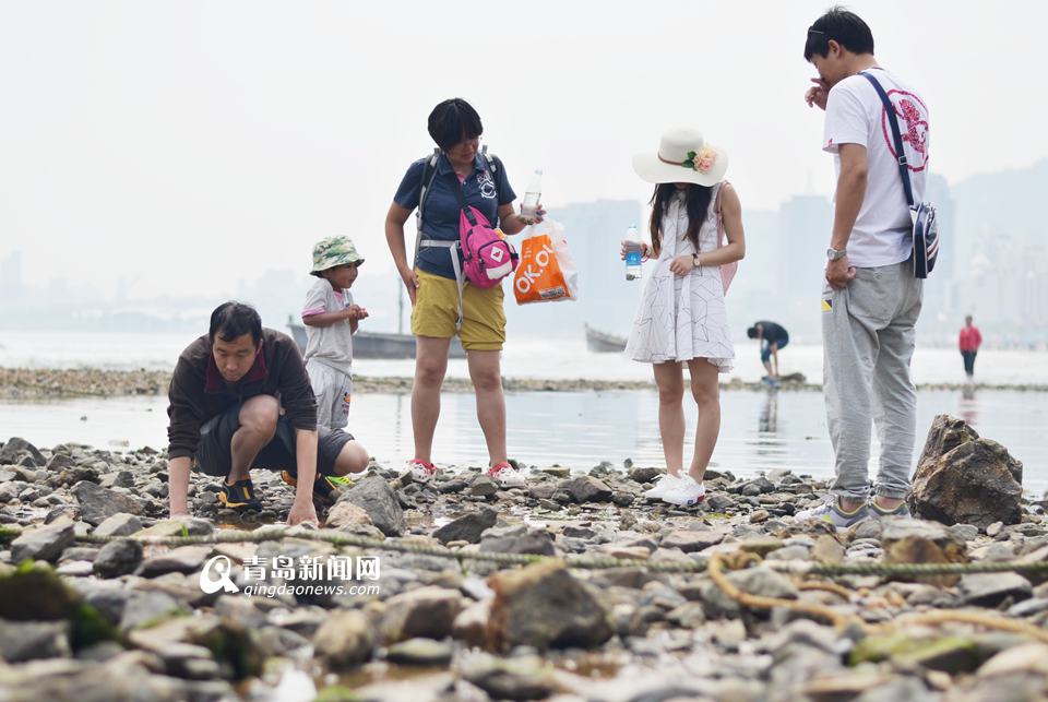 石老人现赶海热 游人全家出动追捕小螃蟹(图)