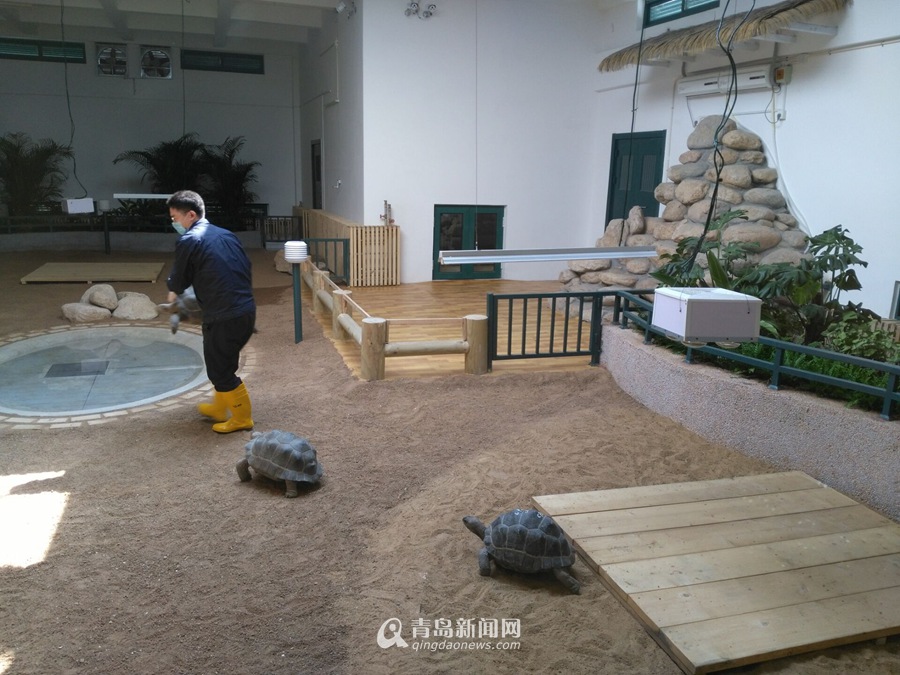4只象龟正式亮相青岛 市民可免费参观