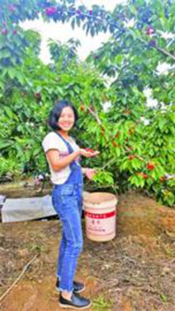 北宅樱桃节引来51万采摘客 樱桃每亩收入上万元