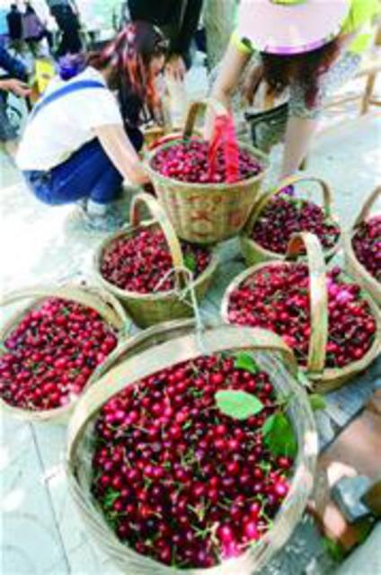 北宅樱桃节引来51万采摘客 樱桃每亩收入上万元