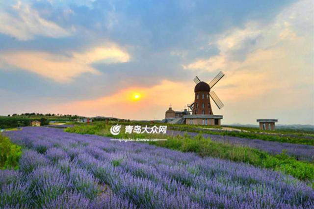 组图:醉美在紫色世界 青岛千亩薰衣草花期正旺