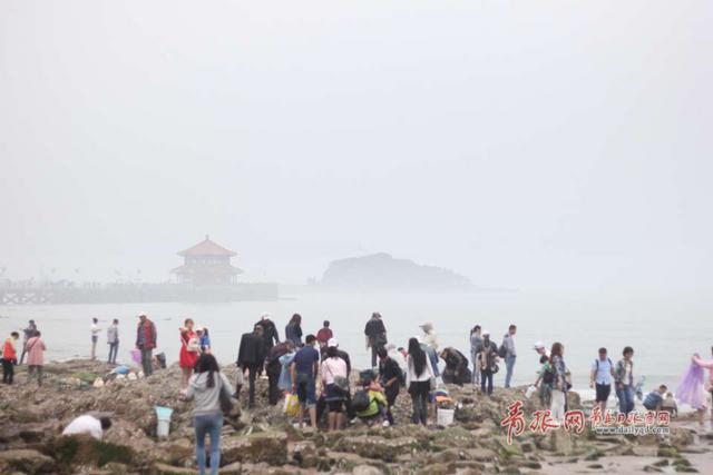 组图:游客冒雨海边拾贝 夜光海星5元一个成新宠