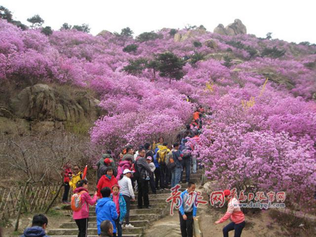 组图:赏完玫瑰赏薰衣草 青岛花海经济风生水起 组图:赏完玫瑰赏薰衣草 青岛花海经济风生水起