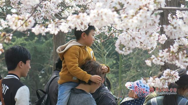 组图:赏完玫瑰赏薰衣草 青岛花海经济风生水起 组图:赏完玫瑰赏薰衣草 青岛花海经济风生水起