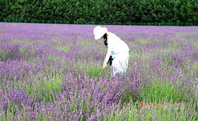 组图:赏完玫瑰赏薰衣草 青岛花海经济风生水起 组图:赏完玫瑰赏薰衣草 青岛花海经济风生水起