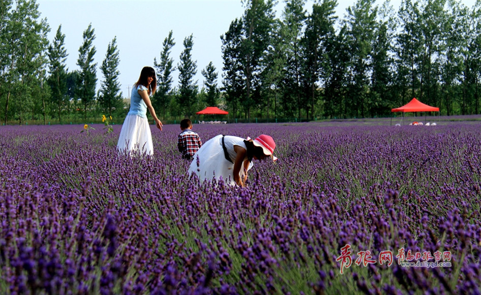 组图:赏完玫瑰赏薰衣草 青岛花海经济风生水起