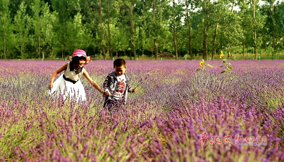 组图:赏完玫瑰赏薰衣草 青岛花海经济风生水起