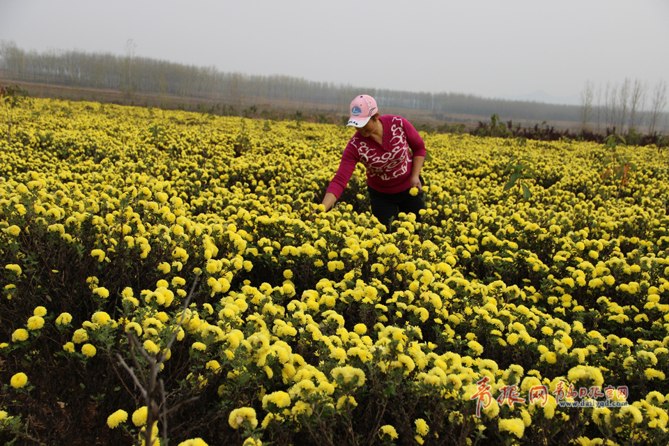 组图:赏完玫瑰赏薰衣草 青岛花海经济风生水起