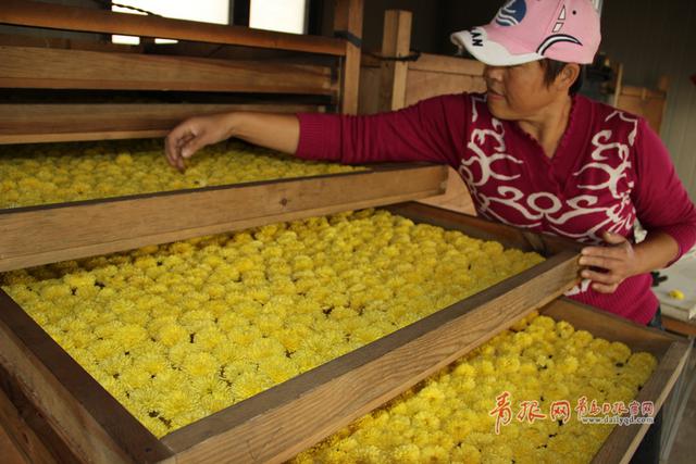 组图:赏完玫瑰赏薰衣草 青岛花海经济风生水起 组图:赏完玫瑰赏薰衣草 青岛花海经济风生水起