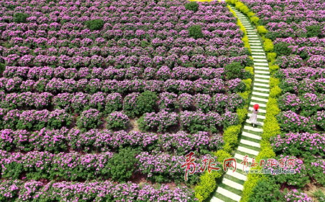 组图:赏完玫瑰赏薰衣草 青岛花海经济风生水起