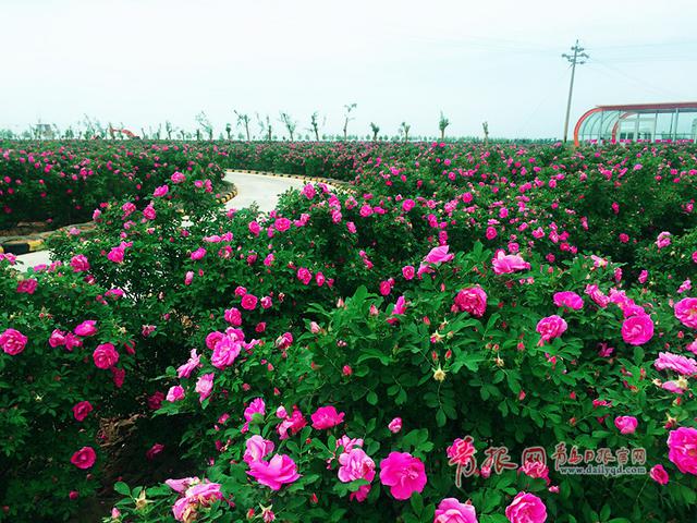 组图:赏完玫瑰赏薰衣草 青岛花海经济风生水起 组图:赏完玫瑰赏薰衣草 青岛花海经济风生水起