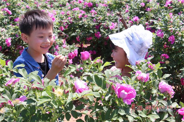 组图:赏完玫瑰赏薰衣草 青岛花海经济风生水起 组图:赏完玫瑰赏薰衣草 青岛花海经济风生水起