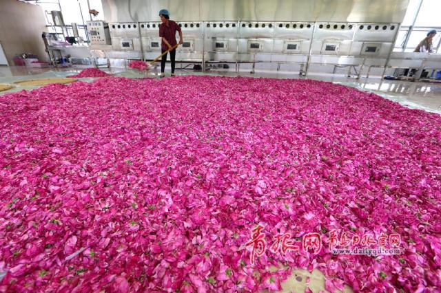 组图:赏完玫瑰赏薰衣草 青岛花海经济风生水起 组图:赏完玫瑰赏薰衣草 青岛花海经济风生水起