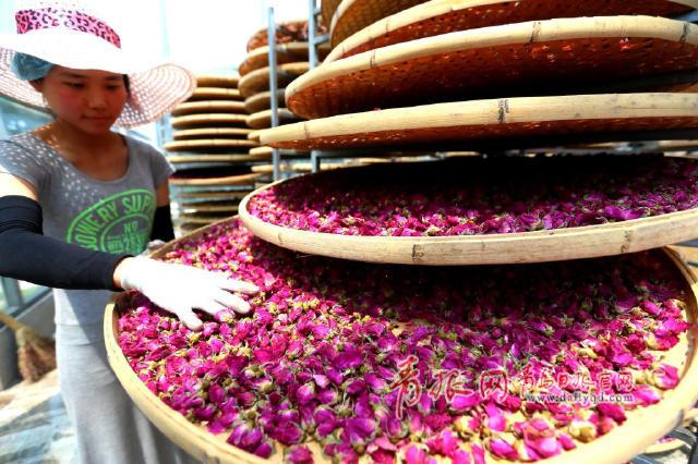 组图:赏完玫瑰赏薰衣草 青岛花海经济风生水起 组图:赏完玫瑰赏薰衣草 青岛花海经济风生水起