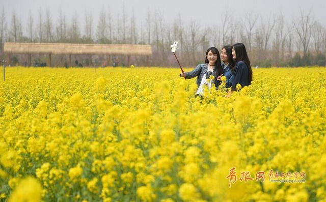 组图:赏完玫瑰赏薰衣草 青岛花海经济风生水起 组图:赏完玫瑰赏薰衣草 青岛花海经济风生水起