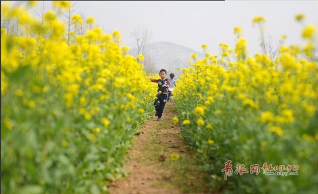 组图:赏完玫瑰赏薰衣草 青岛花海经济风生水起 组图:赏完玫瑰赏薰衣草 青岛花海经济风生水起