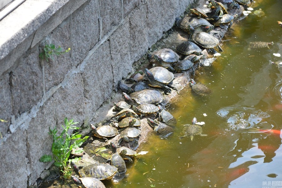 高清:青岛湛山寺放生池龟满为患 乌龟叠罗汉