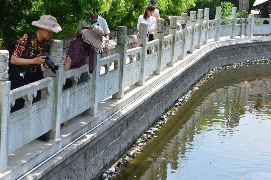 高清:青岛湛山寺放生池龟满为患 乌龟叠罗汉