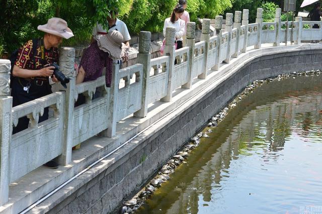高清:青岛湛山寺放生池龟满为患 乌龟叠罗汉 高清:青岛湛山寺放生池龟满为患 乌龟叠罗汉