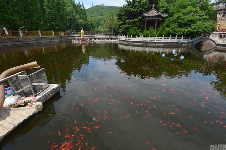 高清:青岛湛山寺放生池龟满为患 乌龟叠罗汉