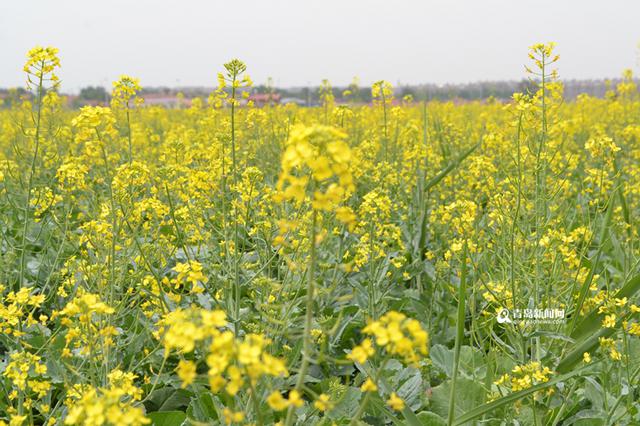 300余亩油菜花竞相开放，形成一片烂漫的花海，工人们正在园区内浇水。园区内凉亭、假山、风车、水上人工桥一应俱全，除了油菜花外，还有薰衣草、玫瑰、洋甘菊、荷兰菊、百合、牡丹等数百个品种的植物，组成了一个生态百草园。