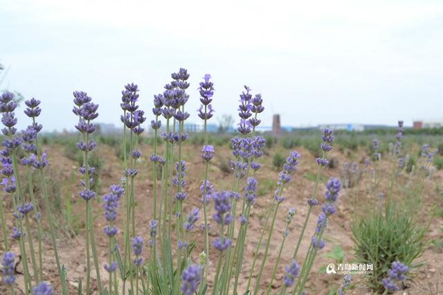 300余亩油菜花竞相开放，形成一片烂漫的花海，工人们正在园区内浇水。园区内凉亭、假山、风车、水上人工桥一应俱全，除了油菜花外，还有薰衣草、玫瑰、洋甘菊、荷兰菊、百合、牡丹等数百个品种的植物，组成了一个生态百草园。