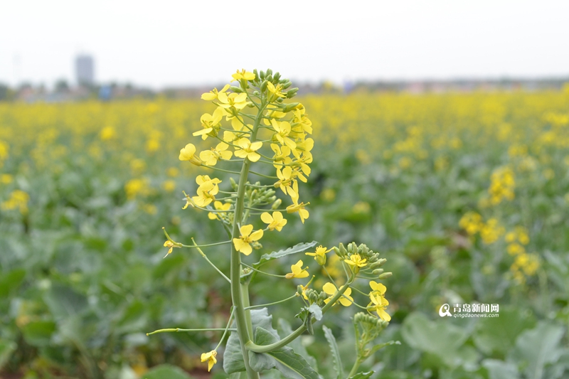 300余亩油菜花竞相开放，形成一片烂漫的花海，工人们正在园区内浇水。园区内凉亭、假山、风车、水上人工桥一应俱全，除了油菜花外，还有薰衣草、玫瑰、洋甘菊、荷兰菊、百合、牡丹等数百个品种的植物，组成了一个生态百草园。