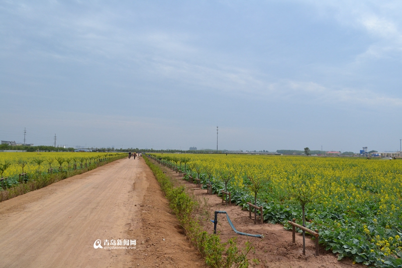 300余亩油菜花竞相开放，形成一片烂漫的花海，工人们正在园区内浇水。园区内凉亭、假山、风车、水上人工桥一应俱全，除了油菜花外，还有薰衣草、玫瑰、洋甘菊、荷兰菊、百合、牡丹等数百个品种的植物，组成了一个生态百草园。