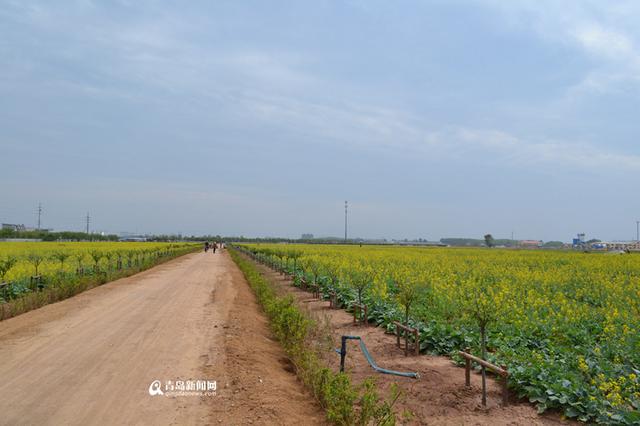 300余亩油菜花竞相开放，形成一片烂漫的花海，工人们正在园区内浇水。园区内凉亭、假山、风车、水上人工桥一应俱全，除了油菜花外，还有薰衣草、玫瑰、洋甘菊、荷兰菊、百合、牡丹等数百个品种的植物，组成了一个生态百草园。