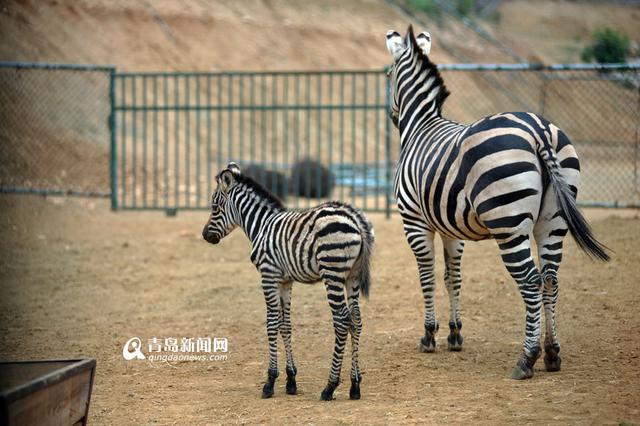 实拍刚出生小斑马 妈妈'护犊子'寸步不离 实拍刚出生小斑马 妈妈'护犊子'寸步不离