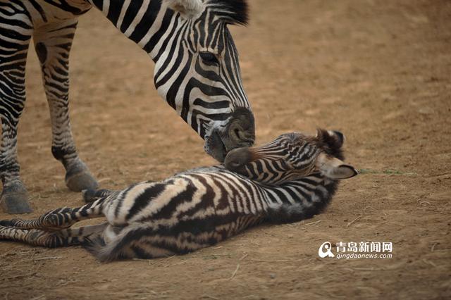 实拍刚出生小斑马 妈妈'护犊子'寸步不离 实拍刚出生小斑马 妈妈'护犊子'寸步不离